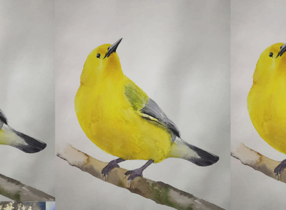 Watercolor Beautiful Hand Drawn Birds